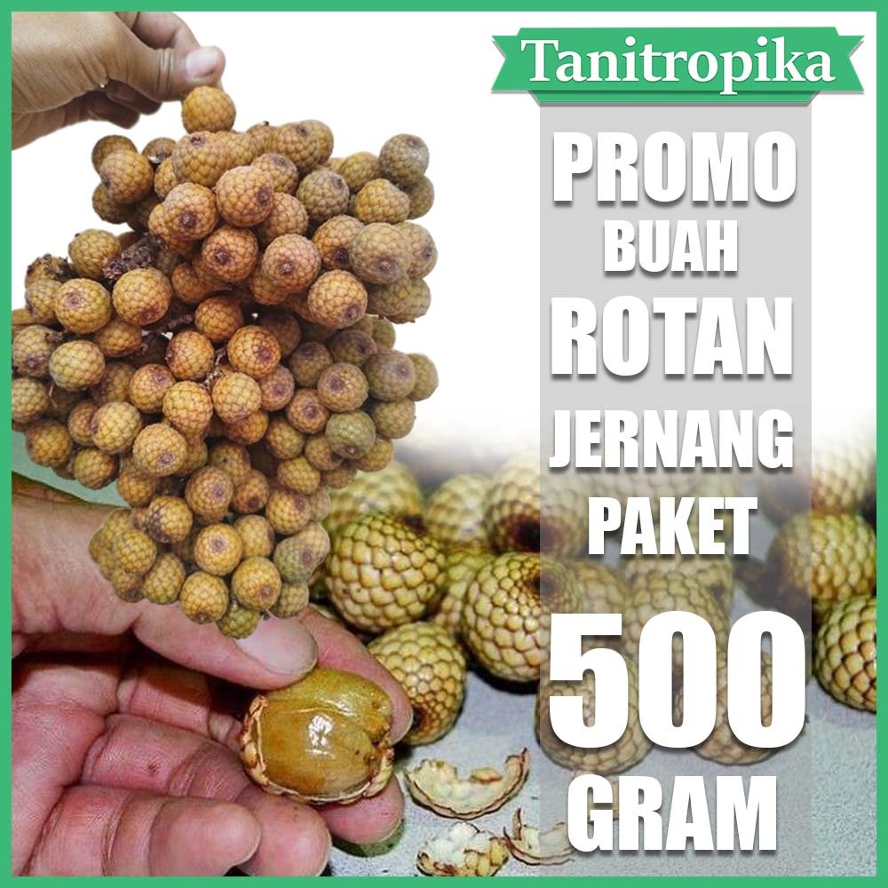 

Buah Rotan Buah Jernang segar obat herbal, bahan kerajinan Bahan obat herbal TANI tropika