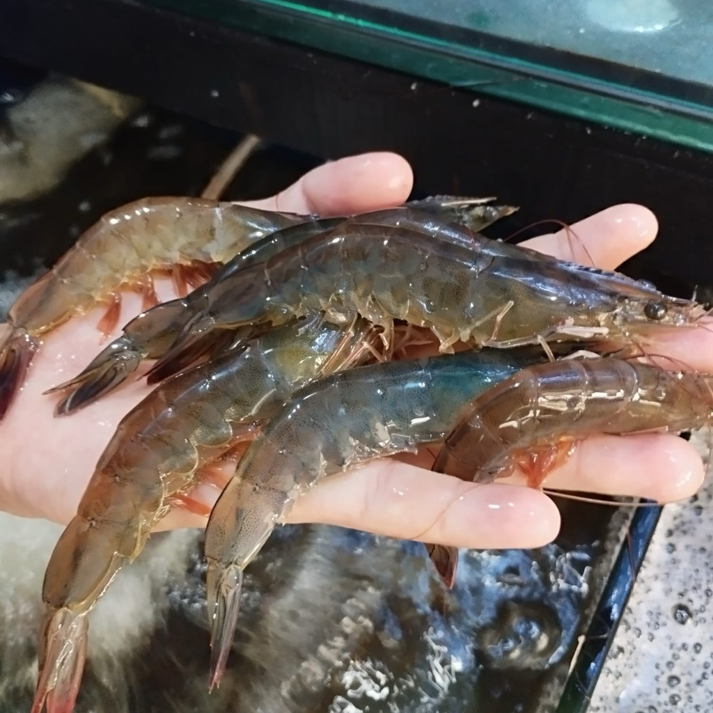 

UDANG SEGAR HIDUP