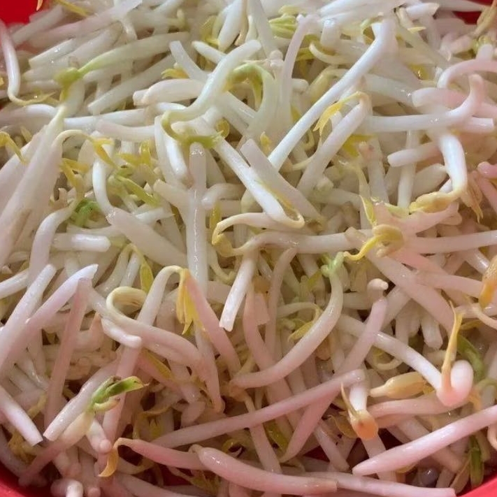 

INSTAN KOTA JAMBI Toge / Tauge