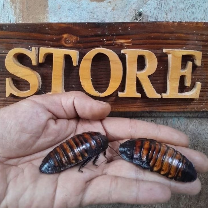 Mainan Kecoa Madagaskar/ Madagascar Hissing