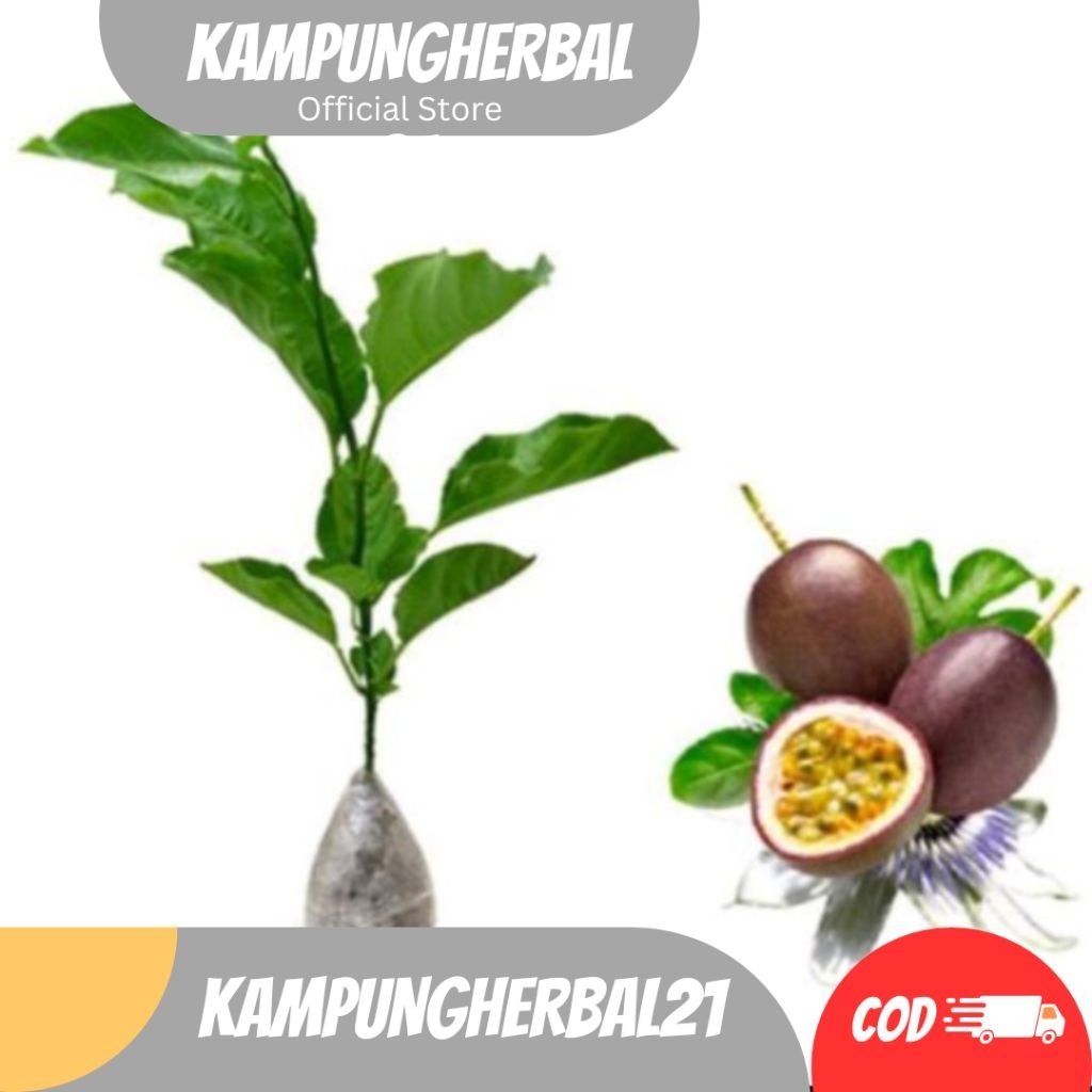 BIBIT BUAH MARKISA BIBIT MARKISA MADU