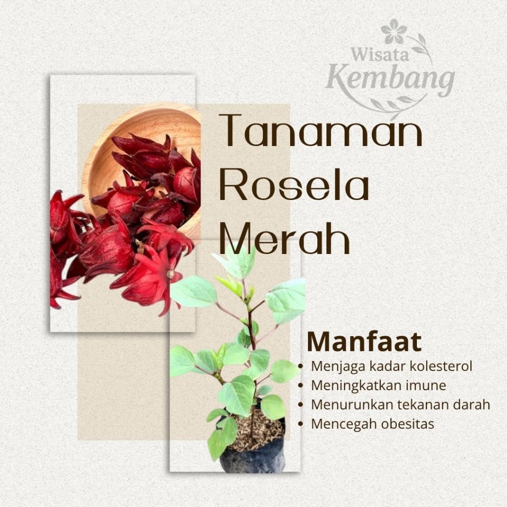 Tanaman Herbal Bunga Rosella Berbunga