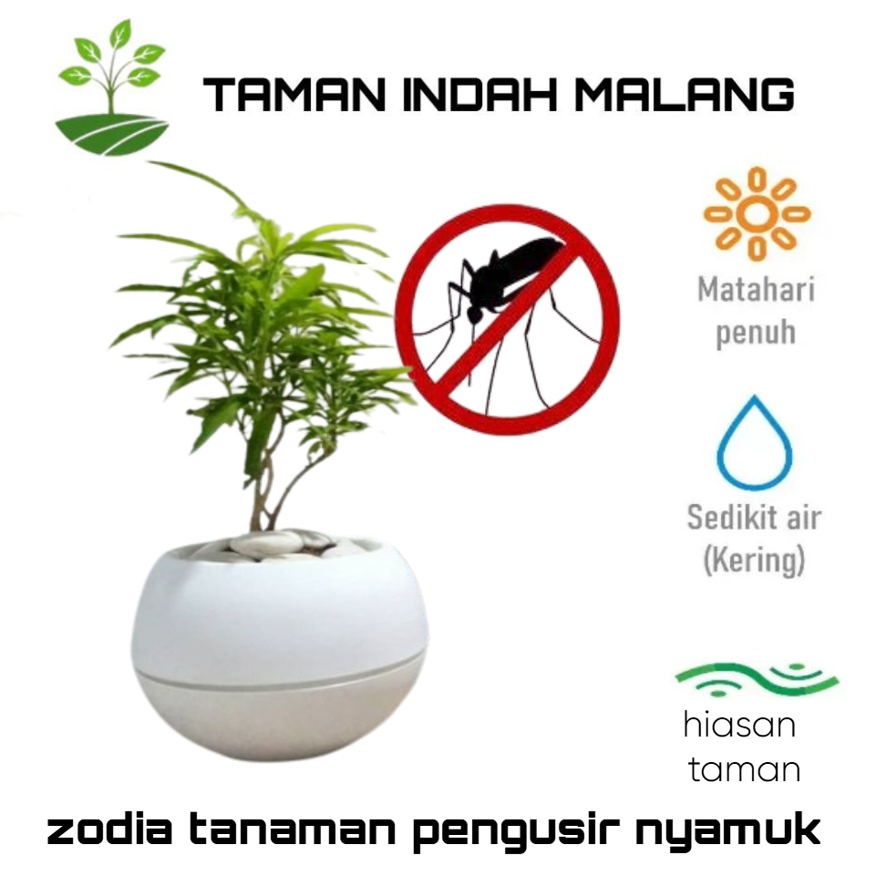 TANAMAN PENGUSIR NYAMUK | ZODIA | TANAMAN AROMA TERAPI | WANGI DAN HARUM UNTUK RUANGAN