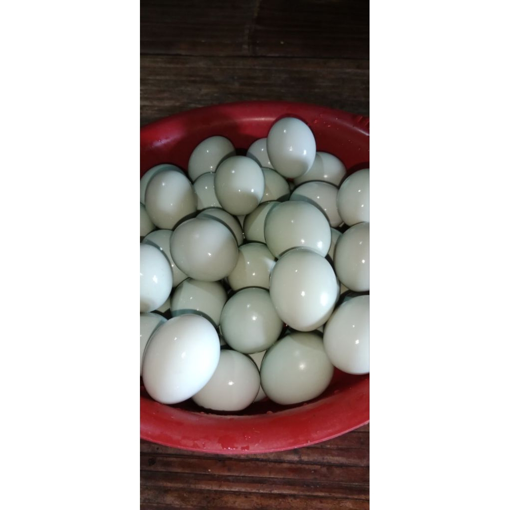

TELOR MENTAH FRESH 8 BUTIR