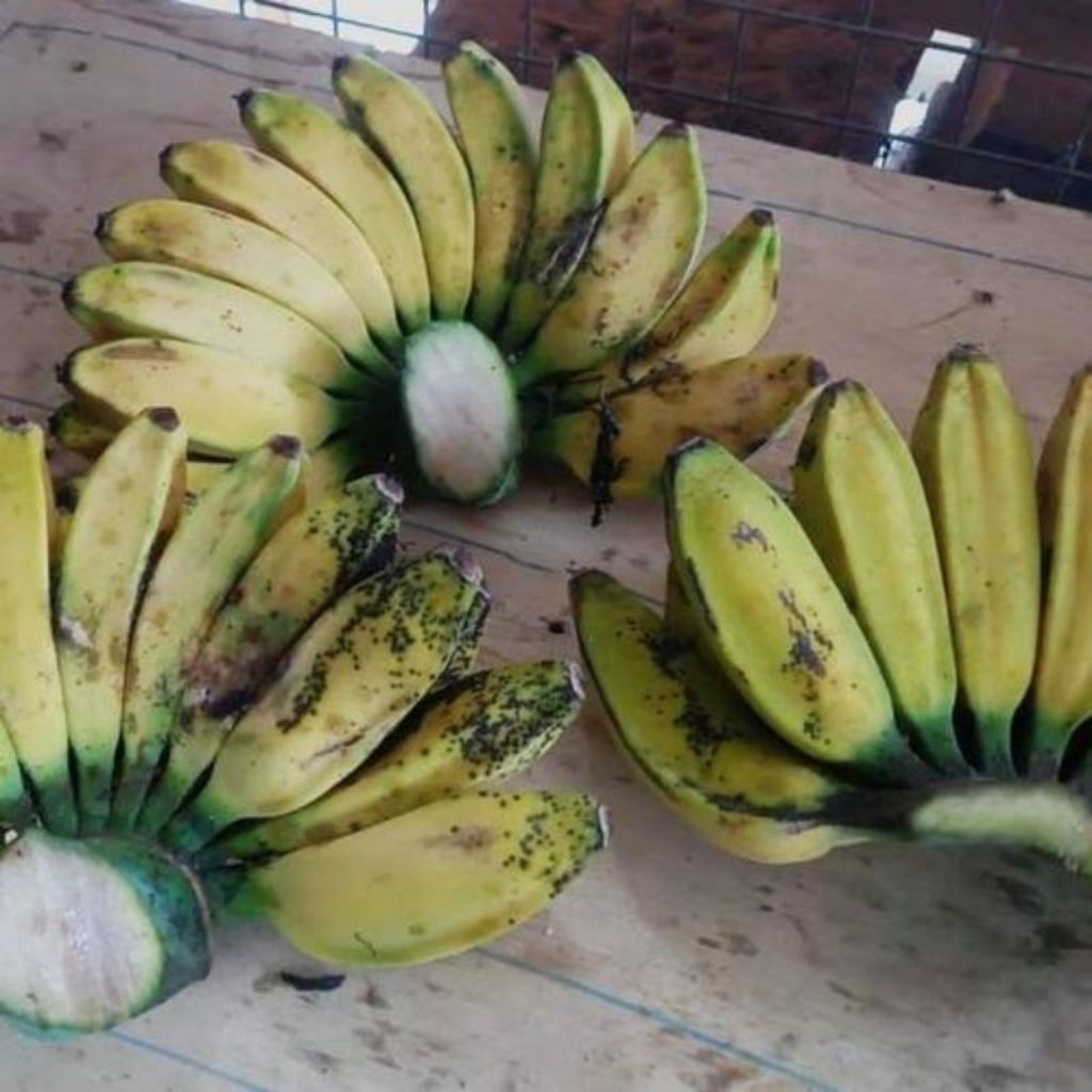 

pisang kepok madu