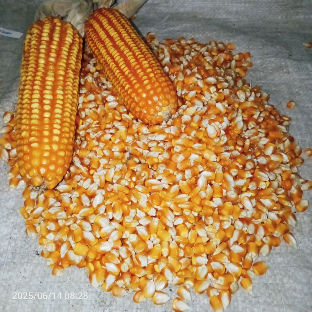 

jagung pipil kering