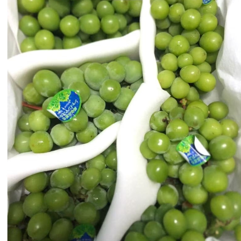 

Anggur Shine Muscat China Myfruit /kg