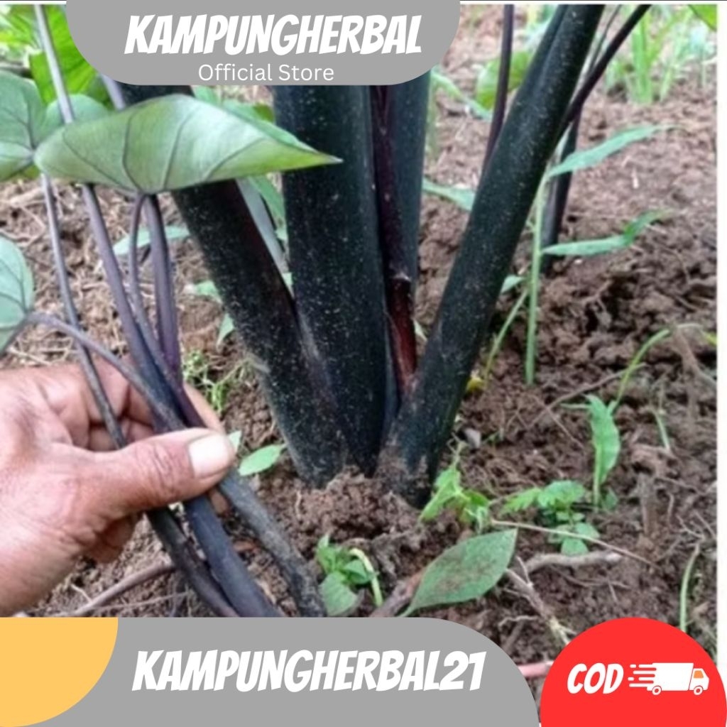 BIBIT TALAS HITAM, TALAS UNGU PULEN BANDUNG TALAS BANDUNG