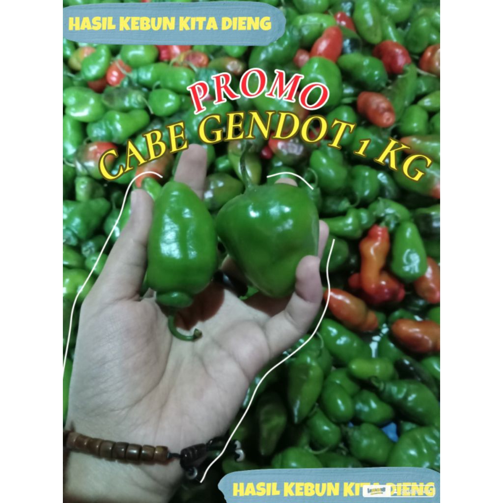 

CABAI |CABE GENDOT SEGER MURAH 1 KG PROMO | CABE GENDUT | CABE BANDUNG KHAS DIENG | CABE BENDOT