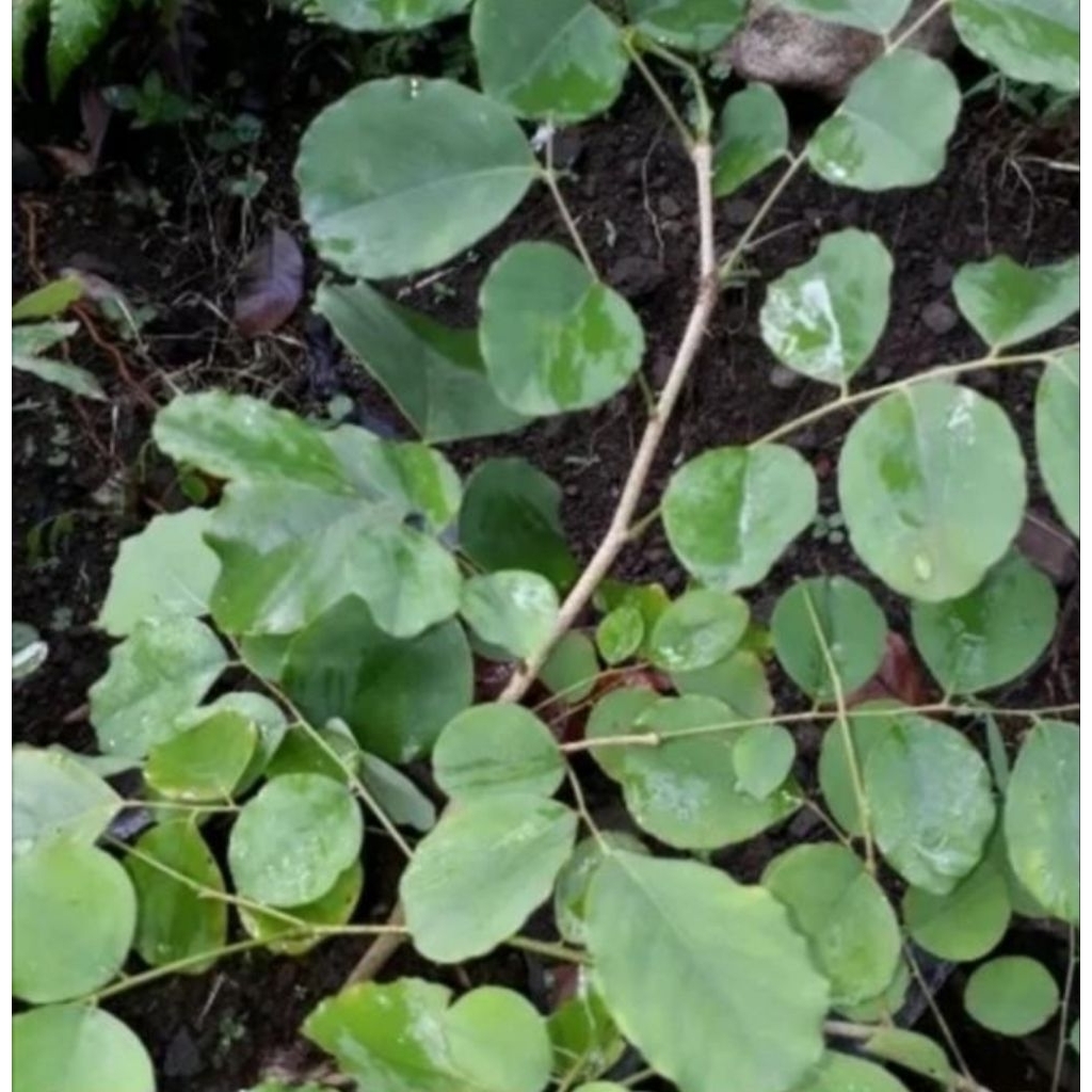 Bibit angsana sonokeling per batang