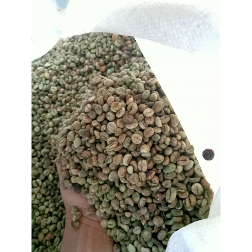 

[Termurah] Biji Kopi Robusta. Kualitas Bagus.