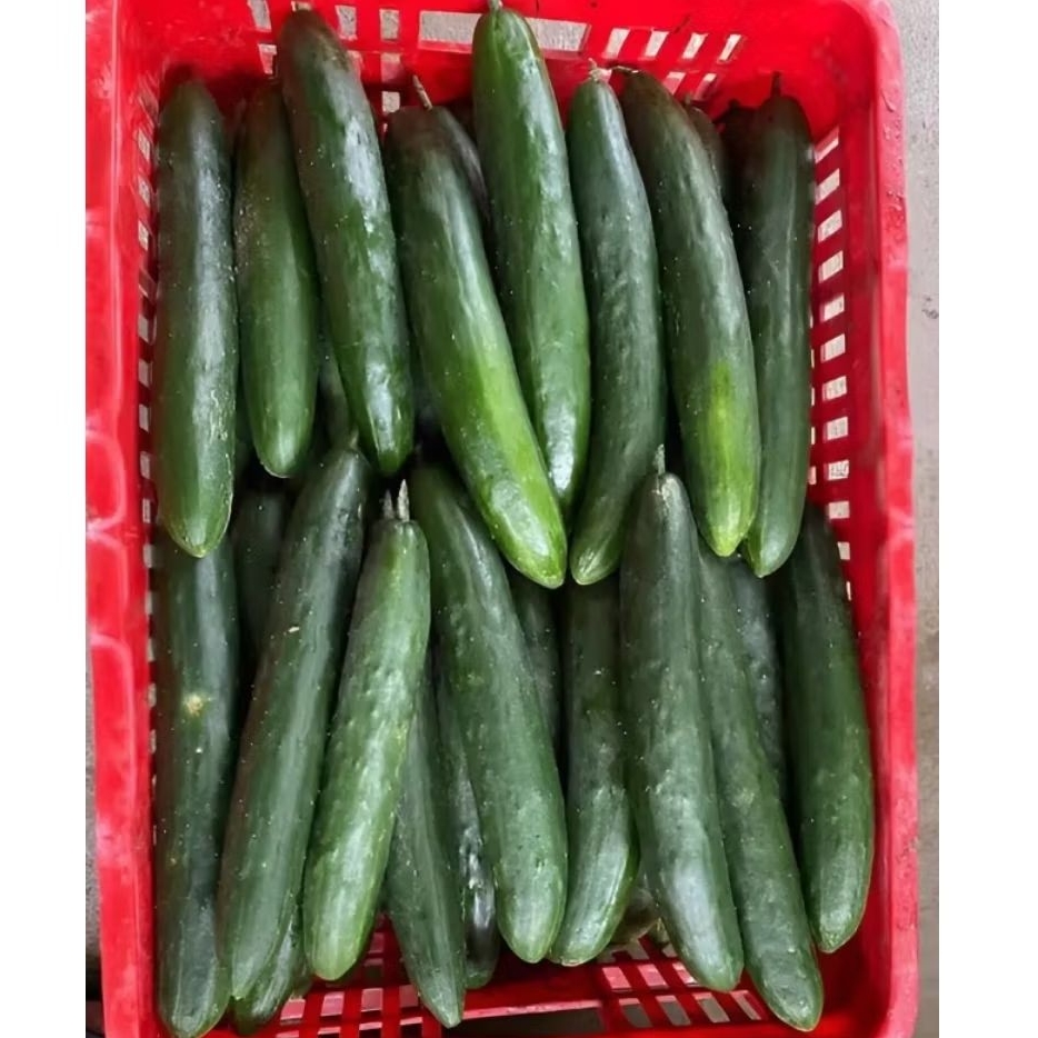 

timun jepang | kyuri 500gr