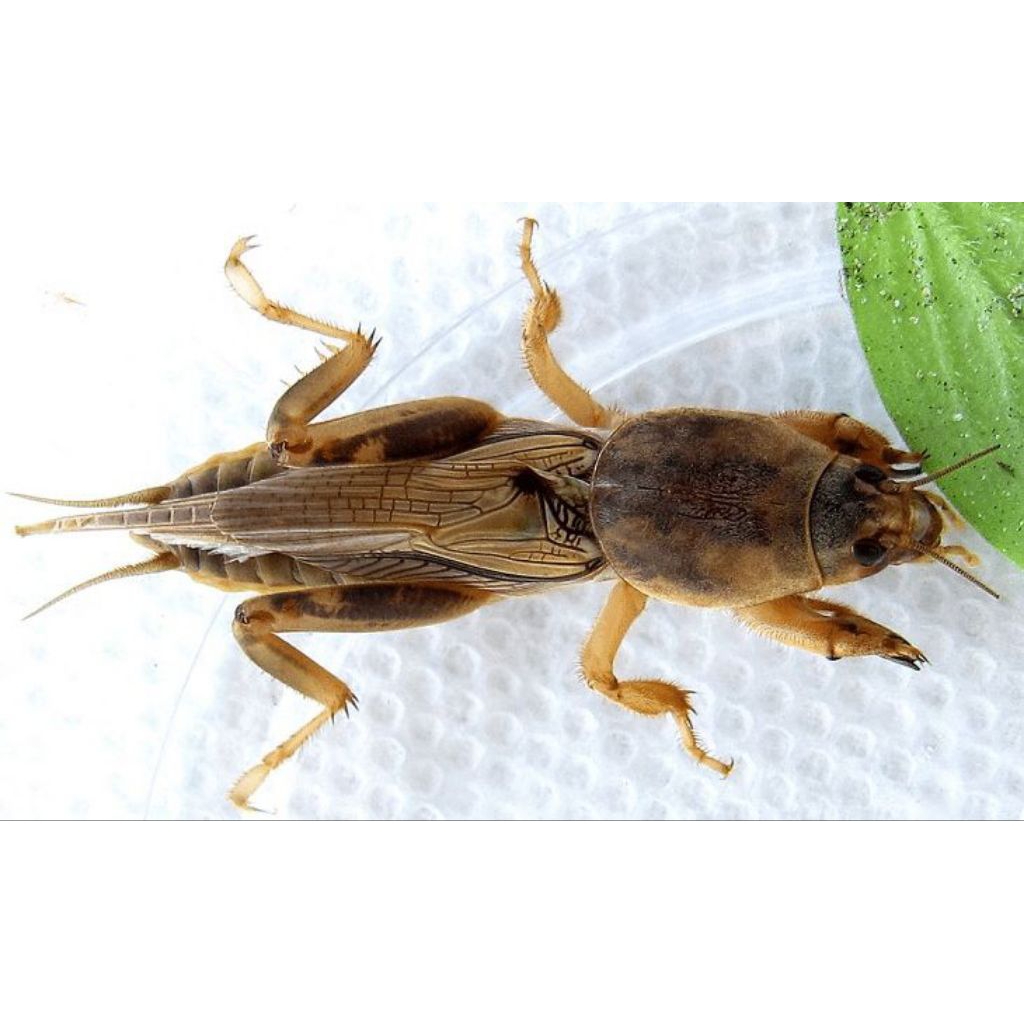 orong orong atau gaang /15 ekor