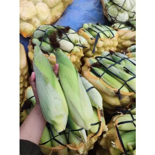 Adelonz Beli 2~~~ Benih Jagung Manis Bonanza F1 Isi 1800 Biji~~