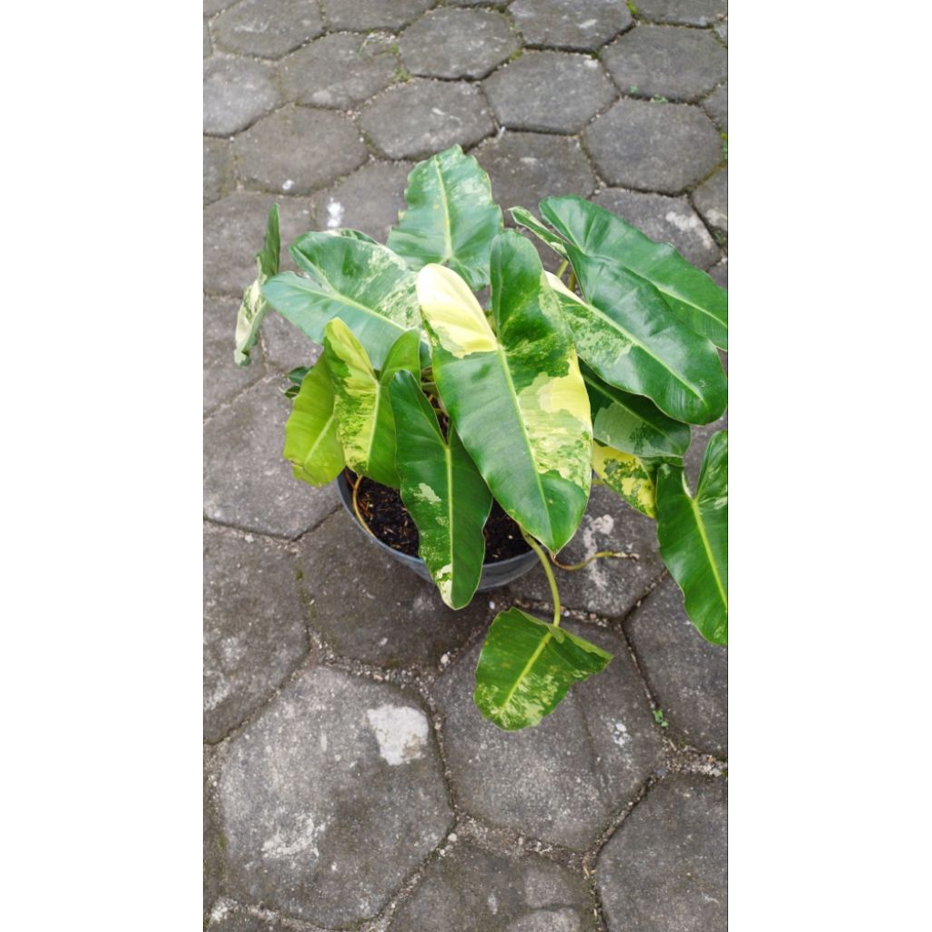 Philo burlemarx variegata/burlevar/brekelevar/tanamanhias murah dan ekonomis