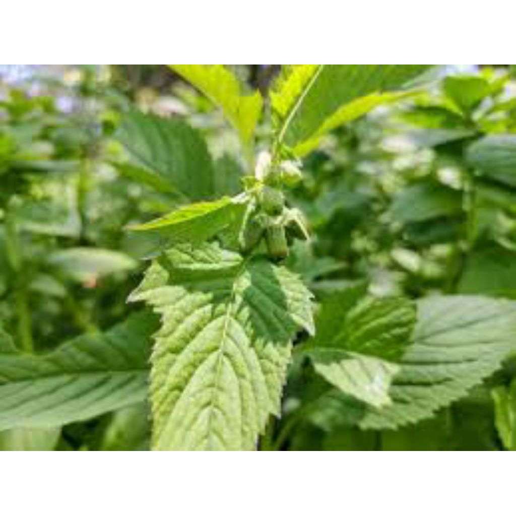 

daun sintrong segar pres 1kg asli