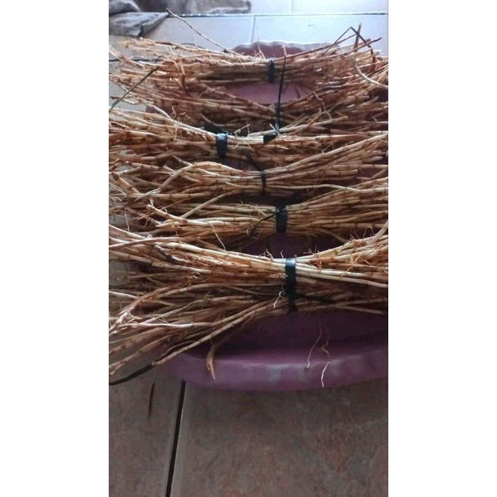 

akar ilalang segar 250 gram