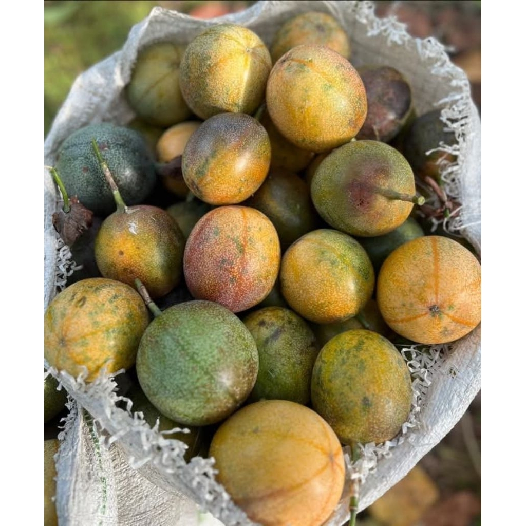 

buah markisa konyal manis madu 1kg dari kebun