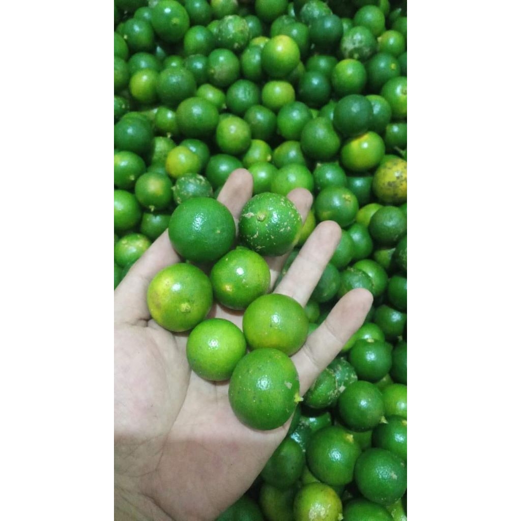 

JERUK KASTURI 1KG || SEGER COCOK BUAT ASINAN