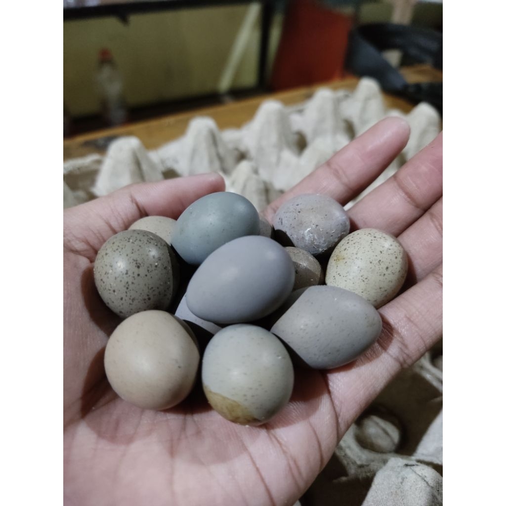 

Telur tetas puyuh batu fertil