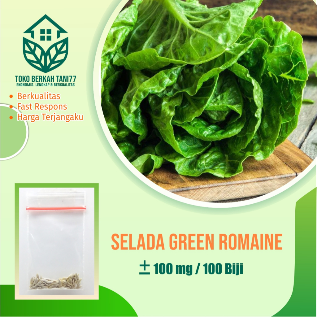 Benih Sayur Selada Green Romaine Bibit Sayuran Selada Lettuce Green Romaine Benih Berkualitas