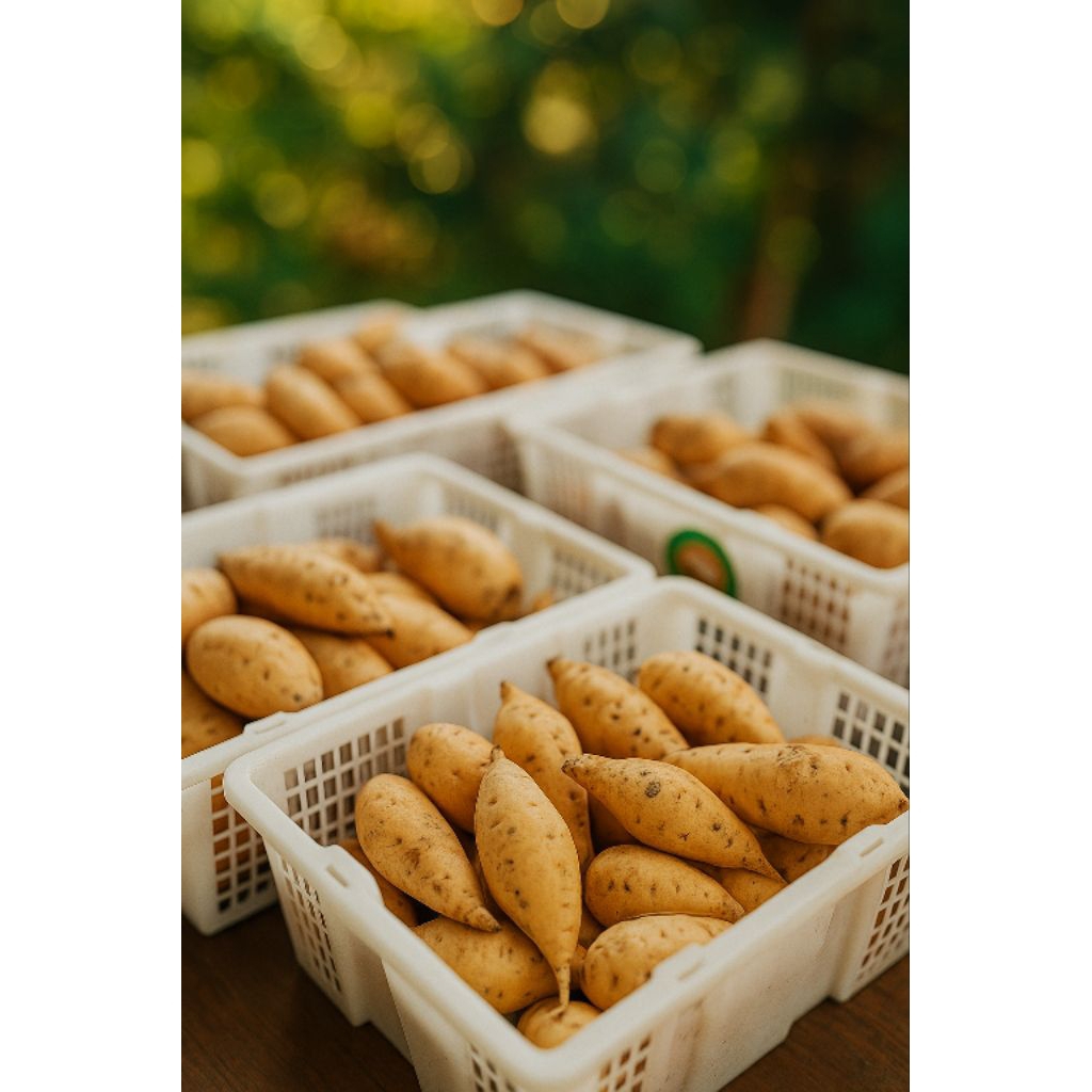 

Ketela Madu/Ubi Madu