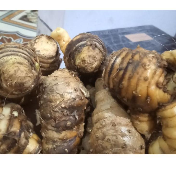 

Biang atau Bonggol Kunyit Putih 1kg