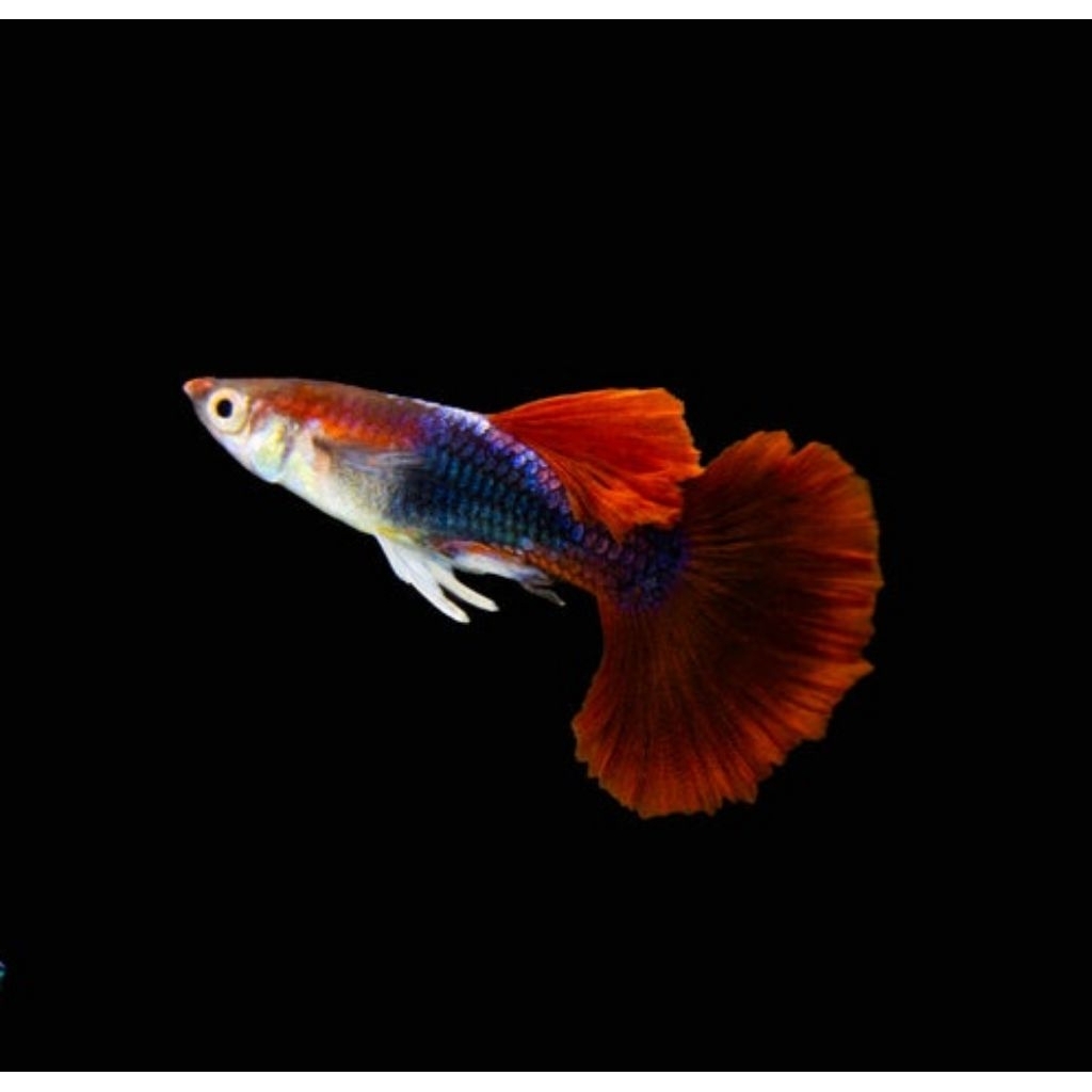 Guppy HB Red Rosetail