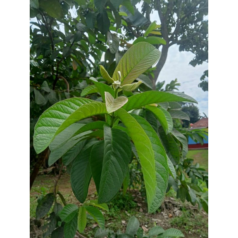 

DAUN jambu biji 100 lembar