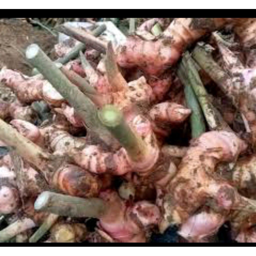 

lengkuas merah fresh siap antar stok ready 1kg