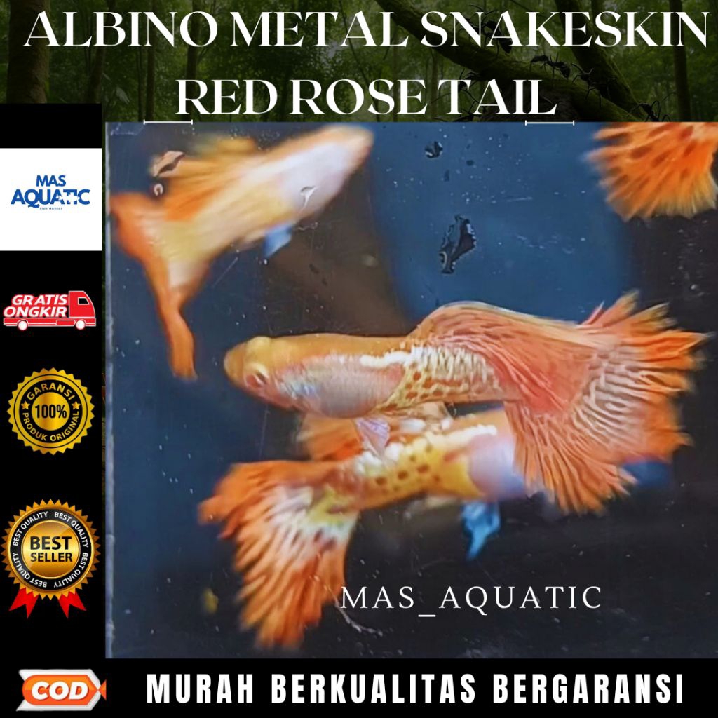 

BOX KARDUS ISI Gμ₱₱Y 4LBlNO METAL SN4KESKIN RED ROSE T4IL D£W4S4