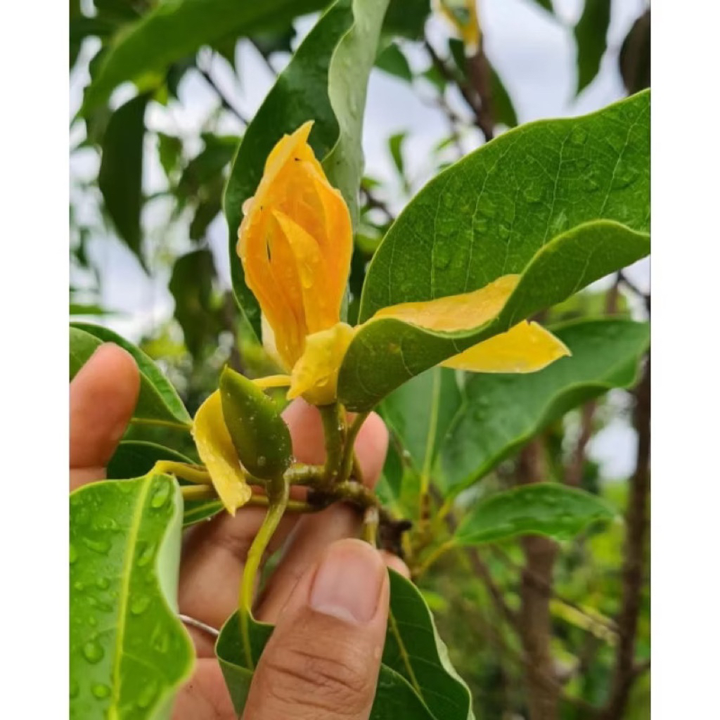 Kantil Kuning - Bibit Tanaman Bunga Kantil Kuning - Tanaman Hias Cempaka Kantil Kuning