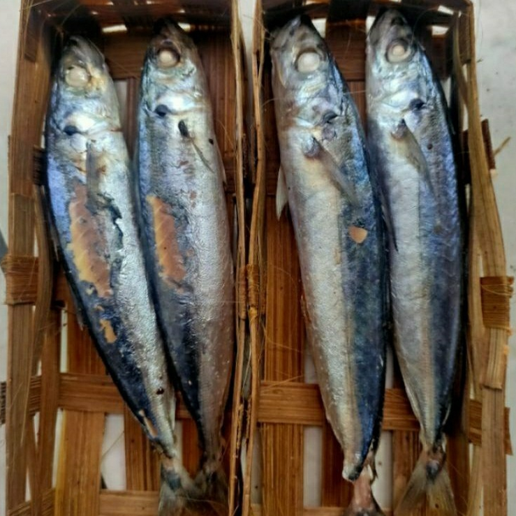 

Ikan Kranjang ikan Cuwe isi 2 ekor ikan cue segar fresh berkualitas
