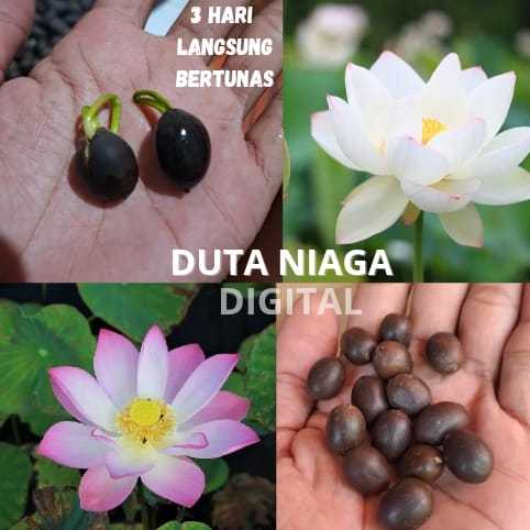Bunga Lotus  sutra Mudah tumbuh Biji Teratai Jepang Biji Benih Teratai Lotus Mini Biji Bunga Teratai