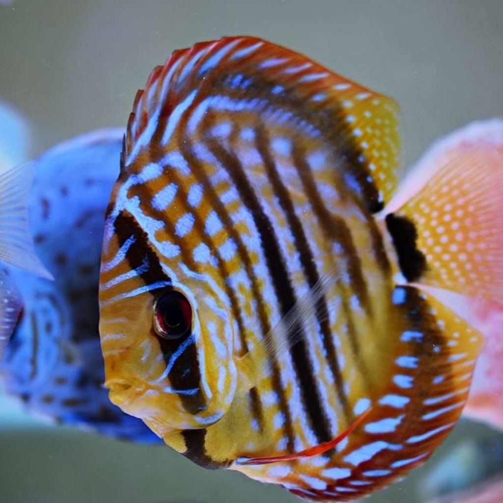 discus heckel hiasan aquarium 1cm