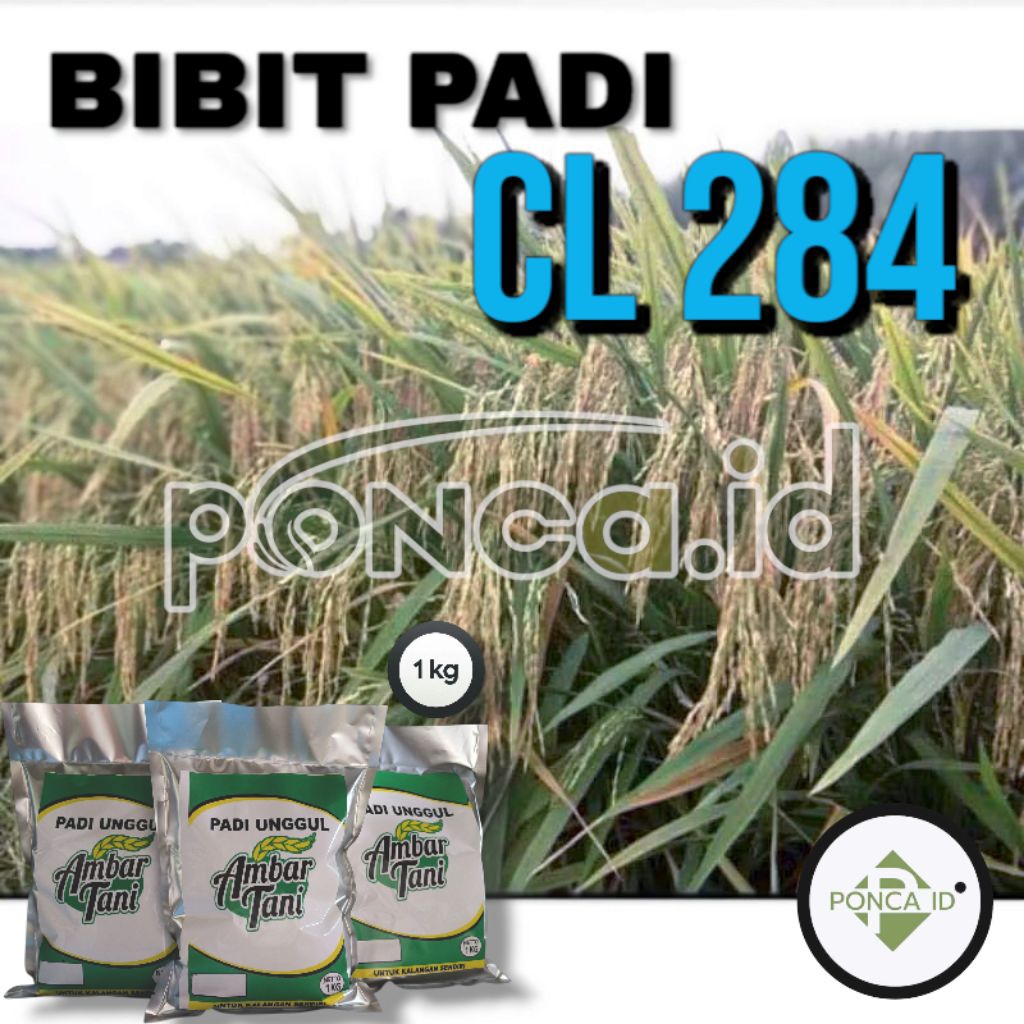 BIBIT PADI Benih Padi UNGGUL CL 284 1kg