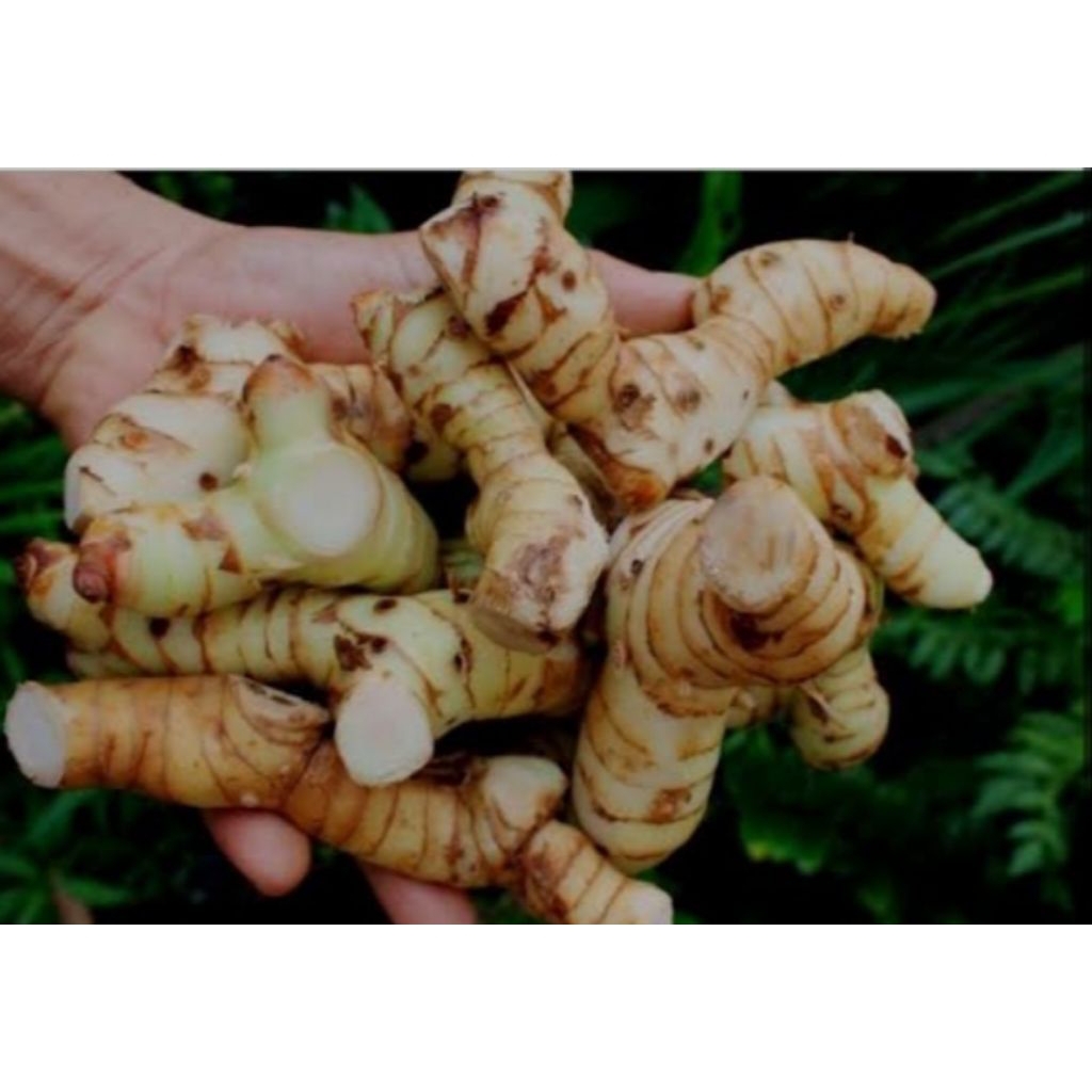 

lengkuas putih / laja bodas pelengkap bumbu masakan 1kg