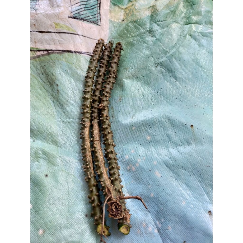 

bratawali segar 3 batang 1500