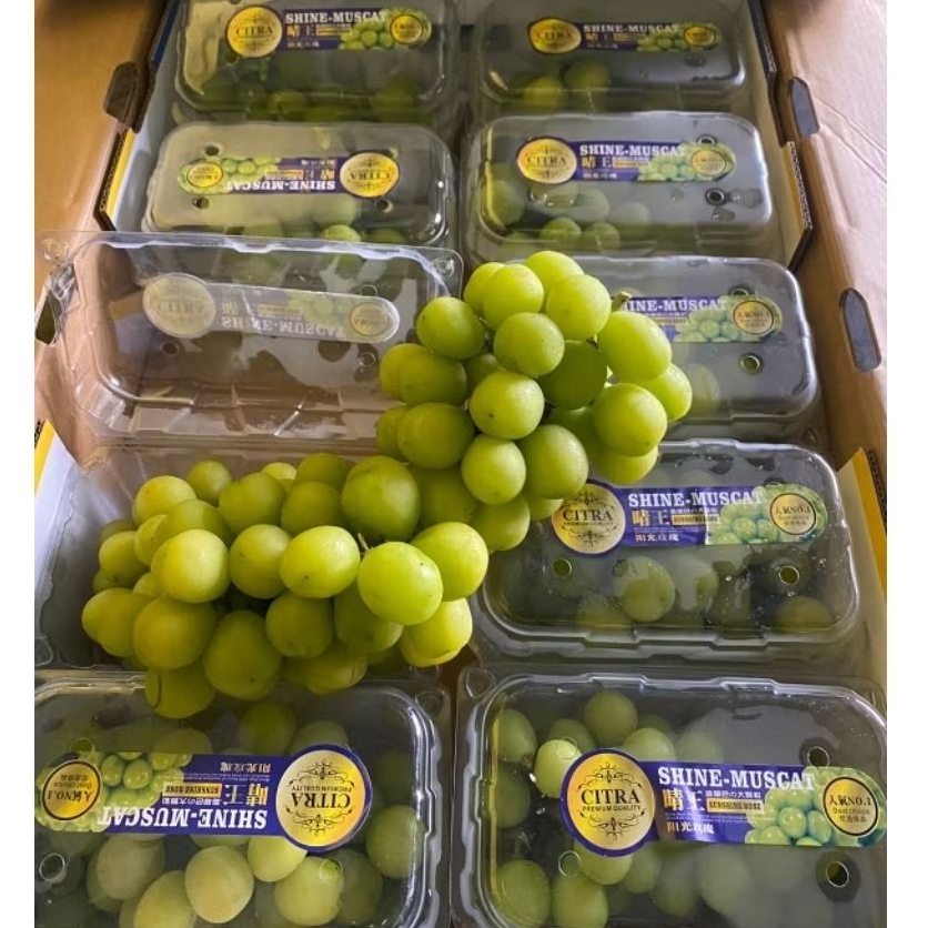 

Anggur Hijau Muscat Pack /500 gr