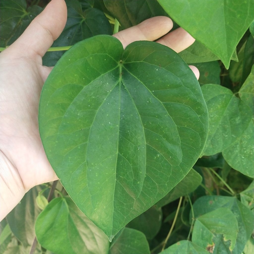 

Daun Sirih Segar 100 lembar