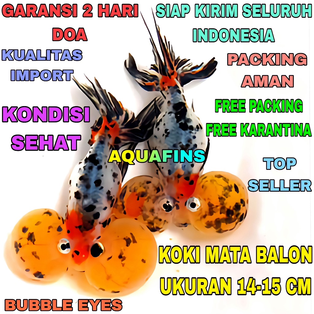 HIASAN KOKI RANCHU MATA BALON BUBBLE EYES DEMETRIOS IMPORT UKURAN 14-15 CM