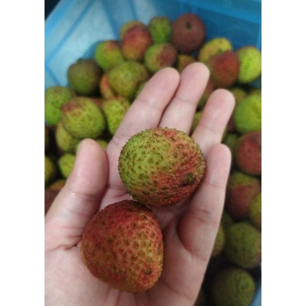 

ADA - Leci madu
