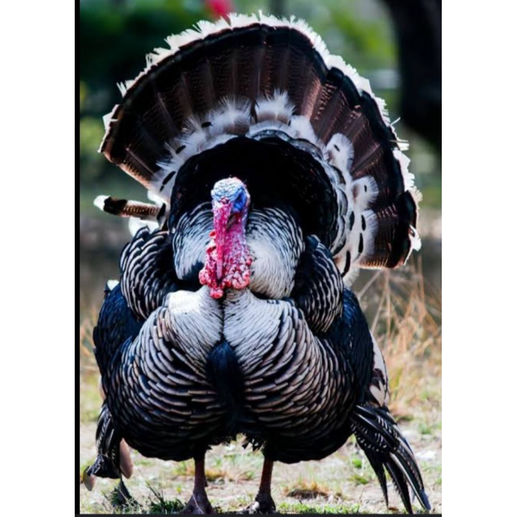 TELUR AYAM KALKUN SIAP UNTUK DI TETASKAN