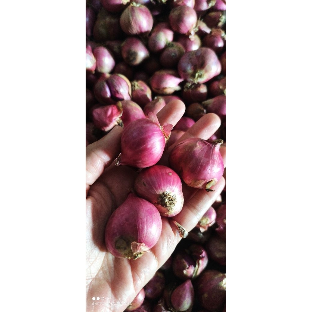 

BAWANG MERAH BESAR KERING BAWANG BIMA