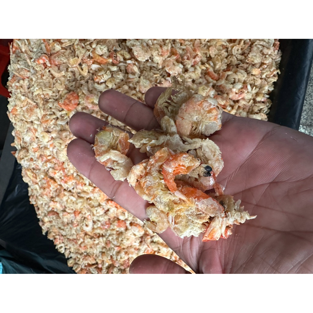 

udang Laut kering