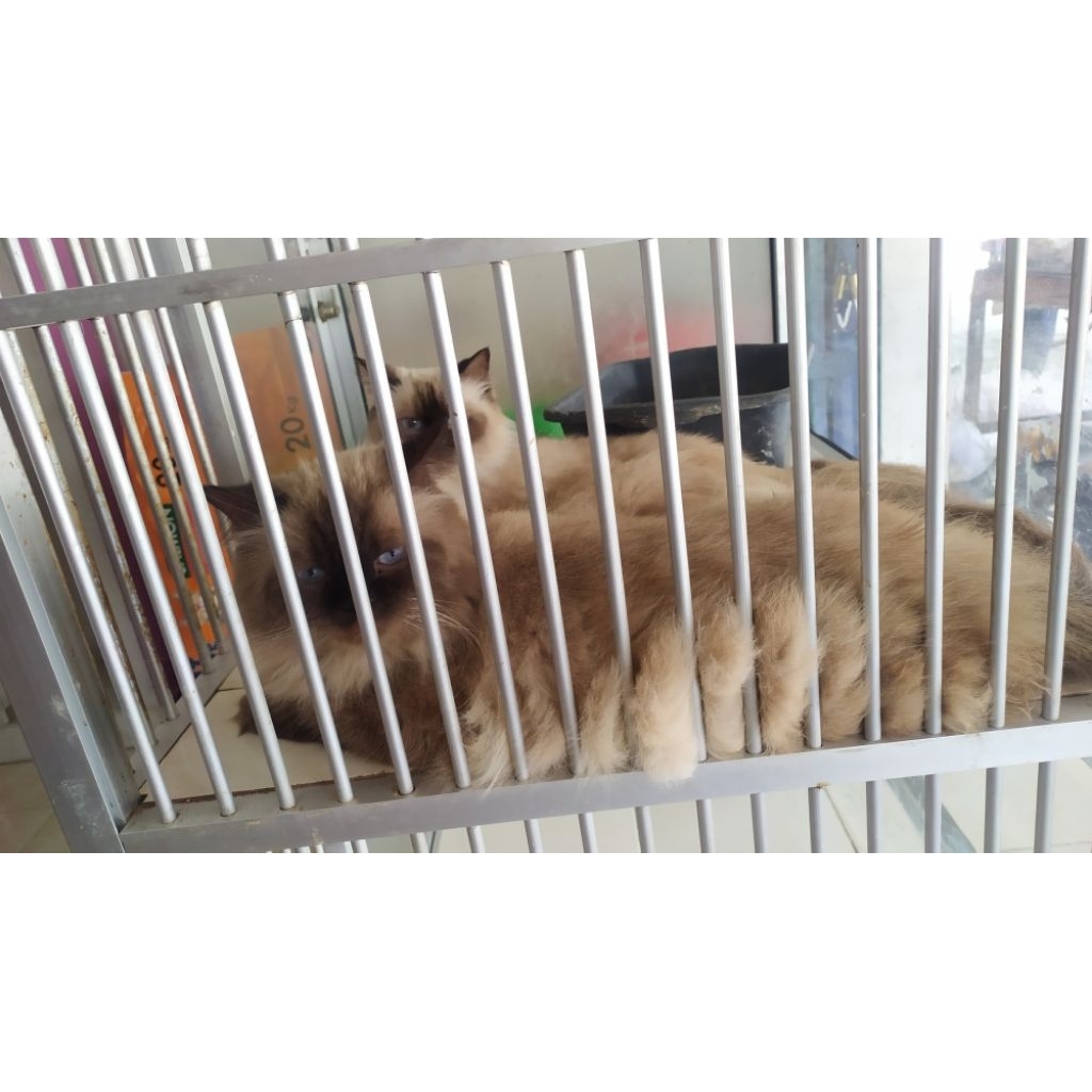 kucing himalaya seal point blue eyes