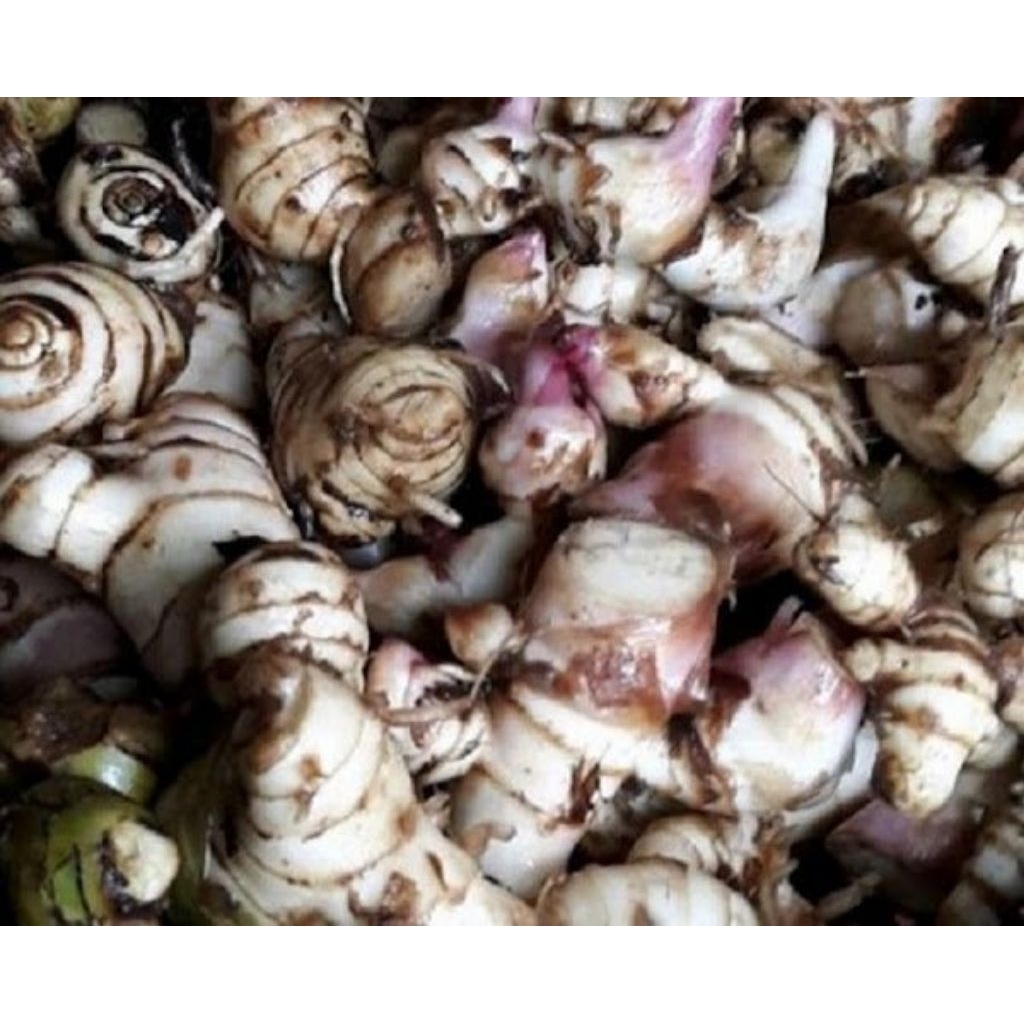 

umbi ganyong 1kg | umbi ganyol