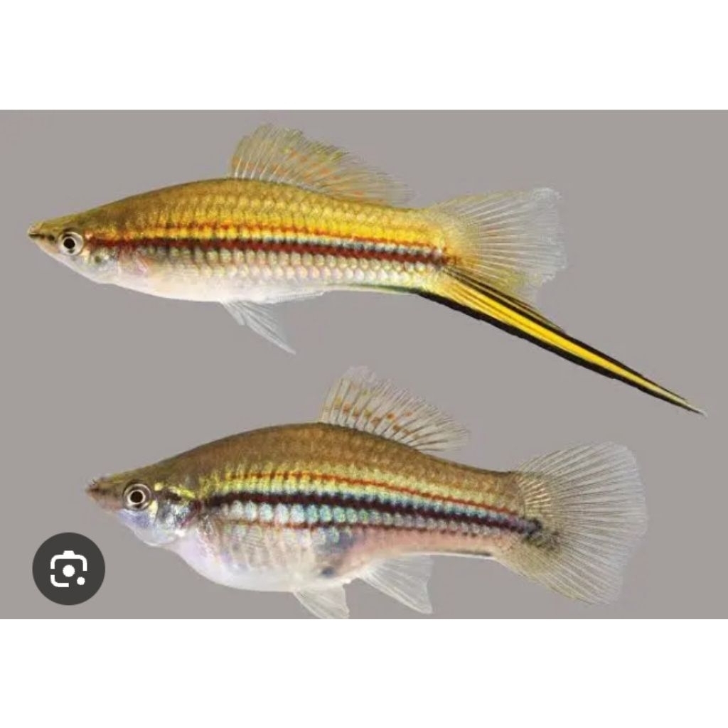 hiasan aquarium ikan hias pelati pedang jantan betina 10pcs