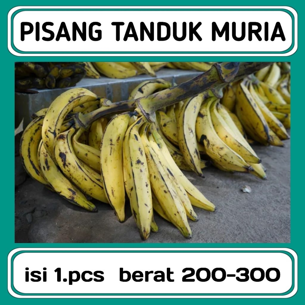 PISANG TANDUK MURIA 1.PCS  || PISANG TANDUK JUMBO ||PISANG TANTUK MANIS ||PISANG TANDUK SUPER