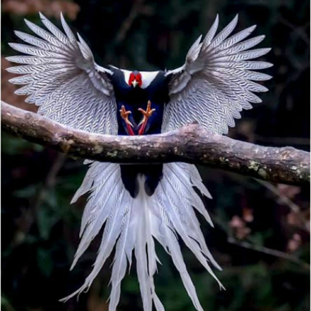 Telur fertil ayam hias silver pheaseant packing di jamin aman